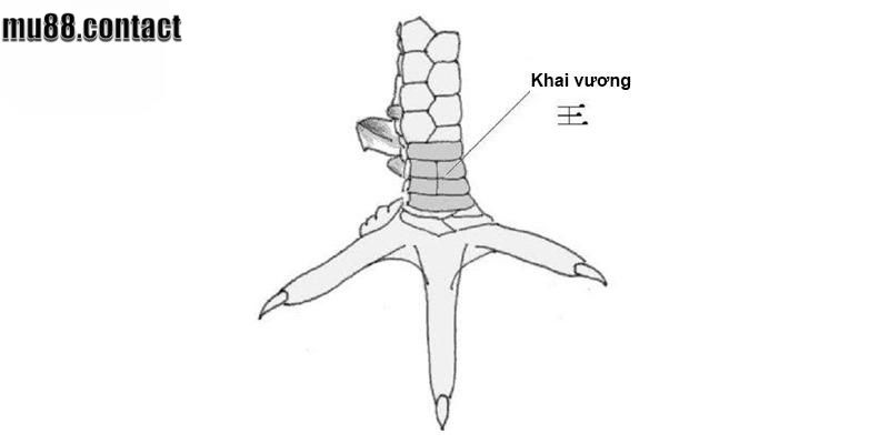 vảy gà khai vương