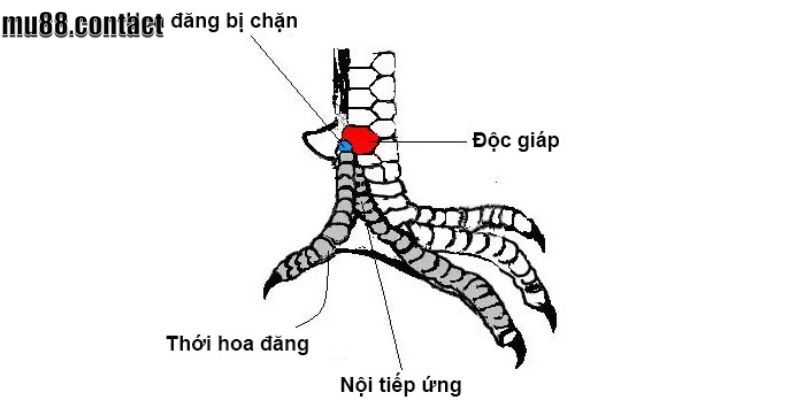 Cái tên "khai vương" gợi liên tưởng đến chữ "Vương" (王) trong Hán Việt