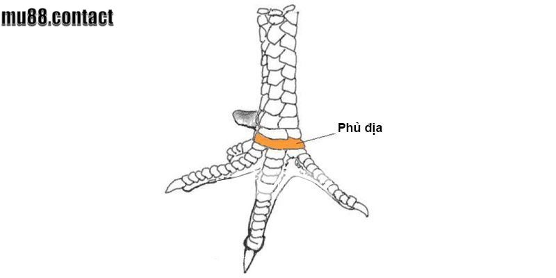 Gà sở hữu vảy phủ địa được mệnh danh là chiến binh bất khả chiến bại