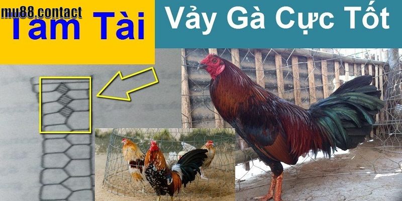 vảy gà tam tài